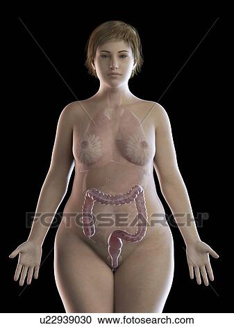 Illustration of an obese woman's colon View Large Photo Image Stock Image - Illustration of an obese woman's colon. Fotosearch