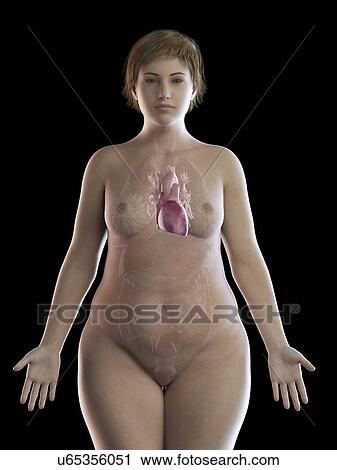 Illustration of an obese woman's heart View Large Photo Image Stock Image - Illustration of an obese woman's heart. Fotosearch