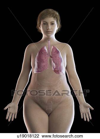 Illustration of an obese woman's lung View Large Photo Image Stock Image - Illustration of an obese woman's lung. Fotosearch