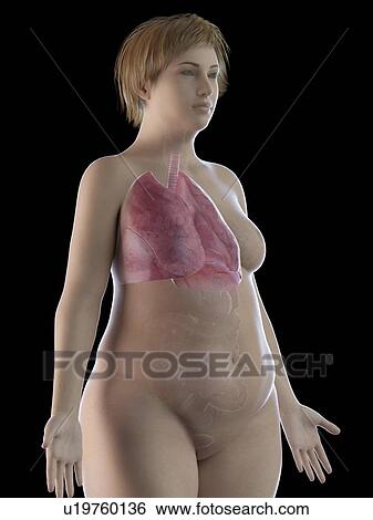 Stock Photograph - Illustration of an obese woman's lung. Fotosearch