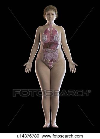 Stock Image - Illustration of an obese woman's organs. Fotosearch