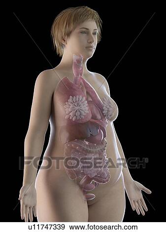 Illustration of an obese woman's organs View Large Photo Image Stock Photo - Illustration of an obese woman's organs. Fotosearch