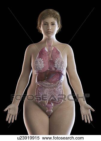 Illustration Of An Obese Woman S Organs Stock Photography U23919915 Fotosearch