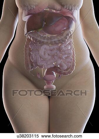 Stock Photography - Illustration of an obese woman's organs. Fotosearch