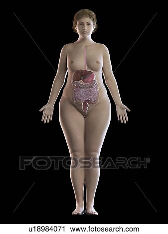 Stock Image - Illustration of an obese woman's digestive system. Fotosearch
