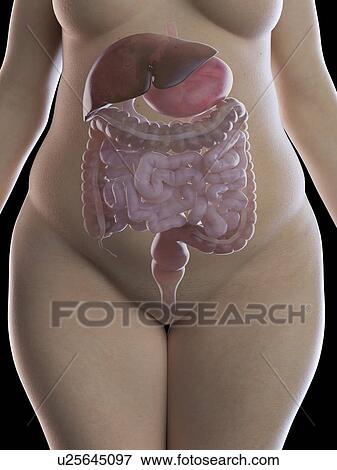 Illustration of an obese woman's digestive system View Large Photo Image Stock Photo - Illustration of an obese woman's digestive system. Fotosearch