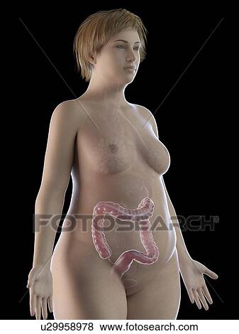 Illustration of an obese woman's gallbladder View Large Photo Image Stock Photo - Illustration of an obese woman's gallbladder. Fotosearch