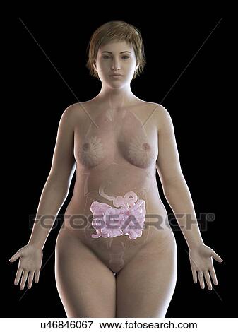 Illustration of an obese woman's intestine View Large Photo Image Stock Photo - Illustration of an obese woman's intestine. Fotosearch