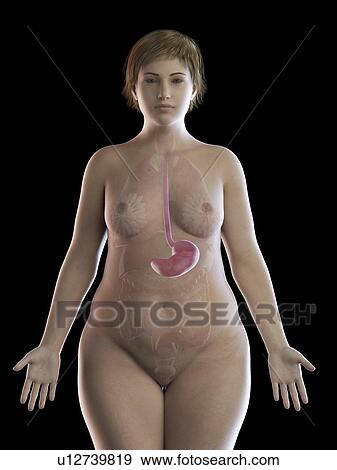 Illustration of an obese woman's stomach View Large Photo Image Stock Photo - Illustration of an obese woman's stomach. Fotosearch