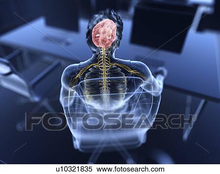 Stock Photography - Illustration of an office worker's brain and nerves. Fotosearch