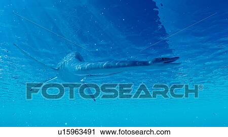 Stock Image - Illustration of an styxosaurus. Fotosearch