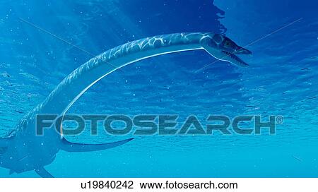 Illustration of an styxosaurus View Large Photo Image Stock Image - Illustration of an styxosaurus. Fotosearch
