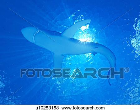 Stock Photo - Illustration of blue shark. Fotosearch