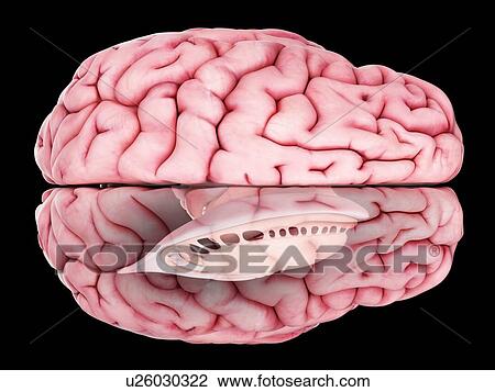 Illustration of brain anatomy View Large Photo Image Stock Image - Illustration of brain anatomy. Fotosearch