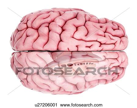 Illustration of brain anatomy View Large Photo Image Stock Image - Illustration of brain anatomy. Fotosearch