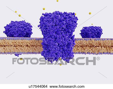 Illustration of chloride channels (purple) in a cell membrane. Chloride channels conduct chloride anions (yellow) across cell membranes, regulating the electrical excitation of neurons and muscles and the flow of salt and water across epithelial... View Large Photo Image Picture - Illustration of chloride channels (purple) in a cell membrane. Chloride channels conduct chloride anions (yellow) across cell membranes, regulating the electrical excitation of neurons and muscles and the flow of salt and water across epithelial.... Fotosearch