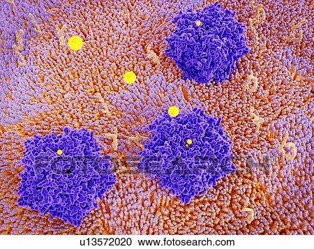Stock Image - Illustration of chloride channels (purple) in a cell membrane. Chloride channels conduct chloride anions (yellow) across cell membranes, regulating the electrical excitation of neurons and muscles and the flow of salt and water across epithelial.... Fotosearch