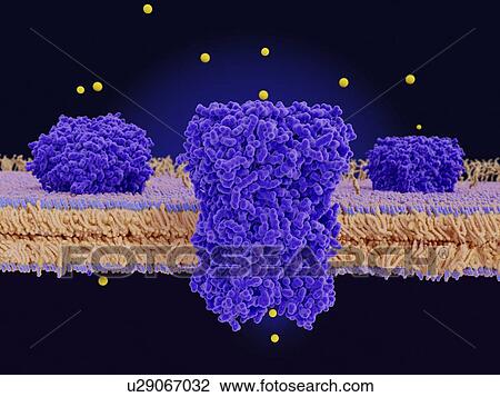 Illustration of chloride channels (purple) in a cell membrane. Chloride channels conduct chloride anions (yellow) across cell membranes, regulating the electrical excitation of neurons and muscles and the flow of salt and water across epithelial... View Large Photo Image Stock Image - Illustration of chloride channels (purple) in a cell membrane. Chloride channels conduct chloride anions (yellow) across cell membranes, regulating the electrical excitation of neurons and muscles and the flow of salt and water across epithelial.... Fotosearch