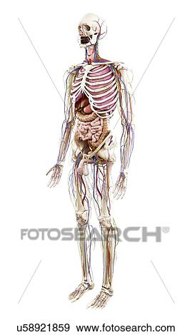 Stock Photo - Illustration of human anatomy. Fotosearch