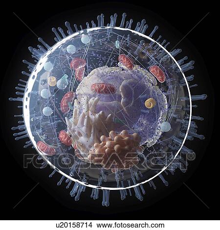 Illustration of human cell anatomy View Large Photo Image Picture - Illustration of human cell anatomy. Fotosearch