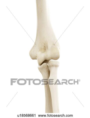 Stock Image - Illustration of human elbow bones. Fotosearch
