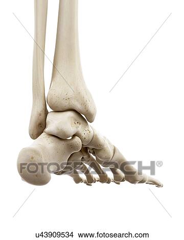 Illustration of human foot bones View Large Photo Image Picture - Illustration of human foot bones. Fotosearch