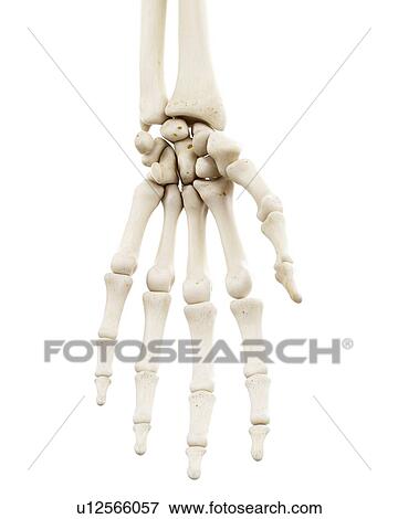 Stock Photo - Illustration of human hand bones. Fotosearch