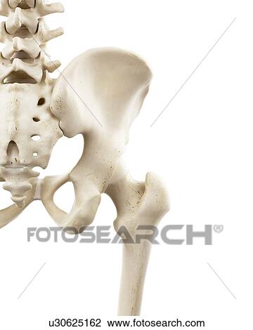 Illustration of human hip bones View Large Photo Image Stock Image - Illustration of human hip bones. Fotosearch