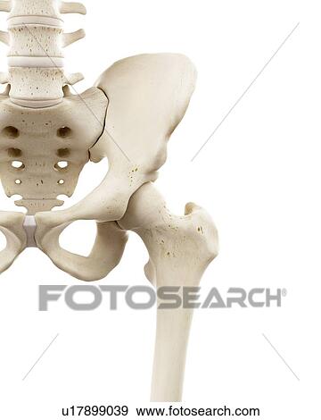 Stock Photo - Illustration of human hip bones. Fotosearch