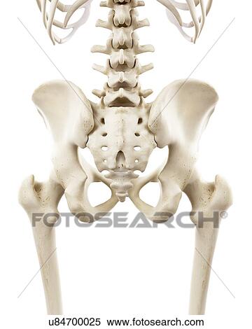 Illustration of human hip bones View Large Photo Image Stock Photography - Illustration of human hip bones. Fotosearch