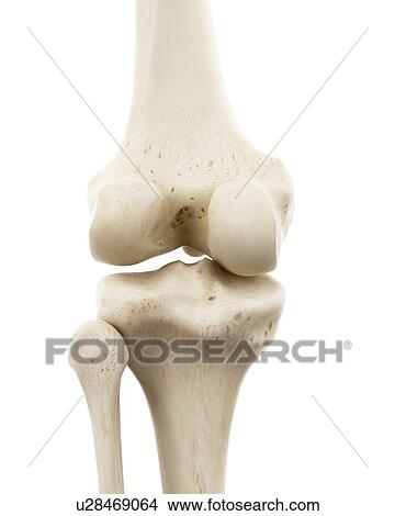 Picture - Illustration of human knee bones. Fotosearch