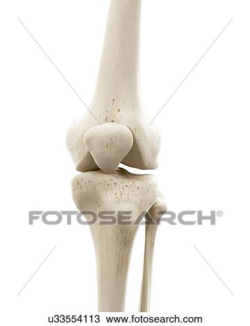 Illustration of human knee bones View Large Photo Image Stock Image - Illustration of human knee bones. Fotosearch