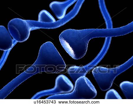 Stock Image - Illustration of human receptors. Fotosearch