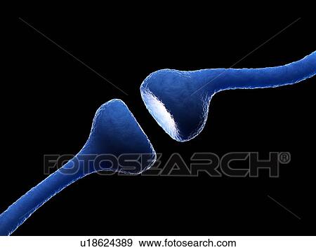 Illustration of human receptors View Large Photo Image Stock Photo - Illustration of human receptors. Fotosearch