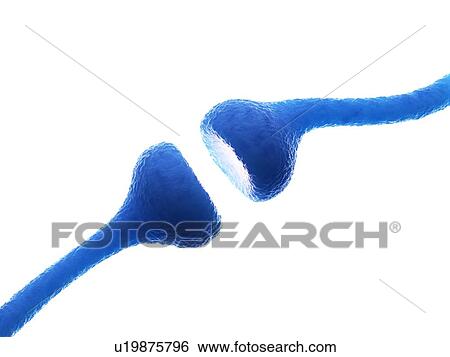 Stock Photograph - Illustration of human receptors. Fotosearch