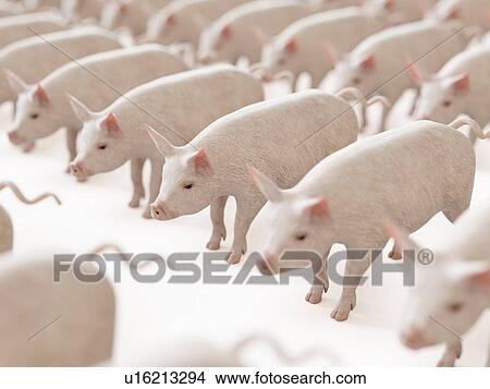 Illustration of lines of pigs View Large Photo Image Picture - Illustration of lines of pigs. Fotosearch
