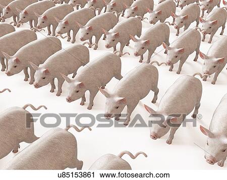 Stock Image - Illustration of lines of pigs. Fotosearch