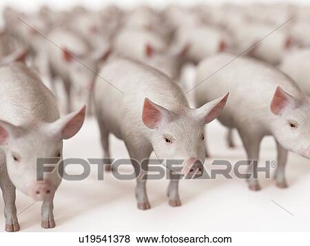 Illustration of lines of pigs View Large Photo Image Stock Photo - Illustration of lines of pigs. Fotosearch
