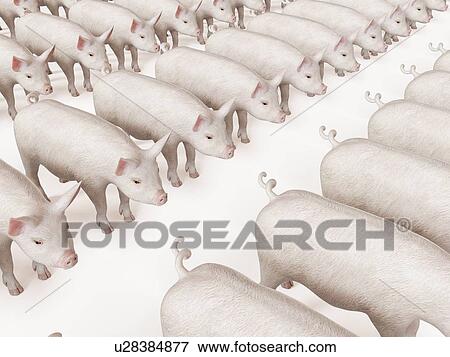 Illustration of lines of pigs View Large Photo Image Stock Photo - Illustration of lines of pigs. Fotosearch