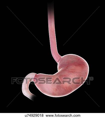 Stock Photo - Illustration of stomach. Fotosearch