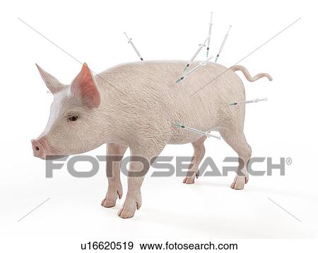 Illustration of syringes stuck in a pig View Large Photo Image Stock Photo - Illustration of syringes stuck in a pig. Fotosearch