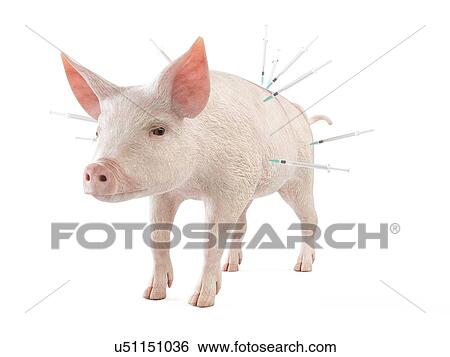 Stock Photograph - Illustration of syringes stuck in a pig. Fotosearch