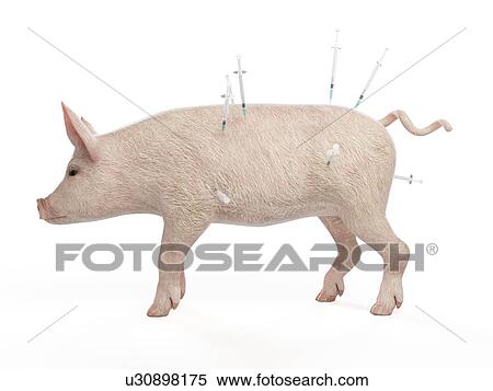 Stock Photography - Illustration of syringes stuck in a pig. Fotosearch