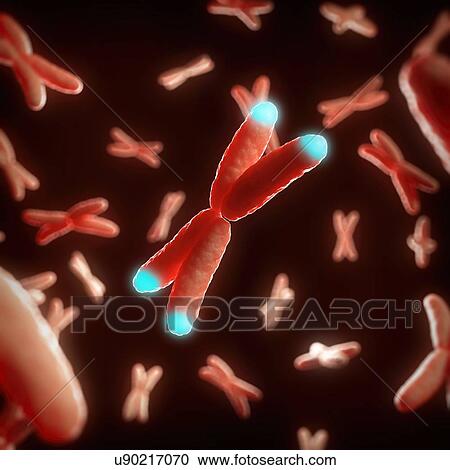 Illustration of telomeres View Large Photo Image Stock Image - Illustration of telomeres. Fotosearch