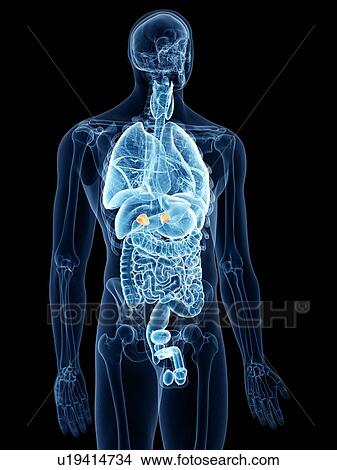 Picture - Illustration of the adrenal glands. Fotosearch