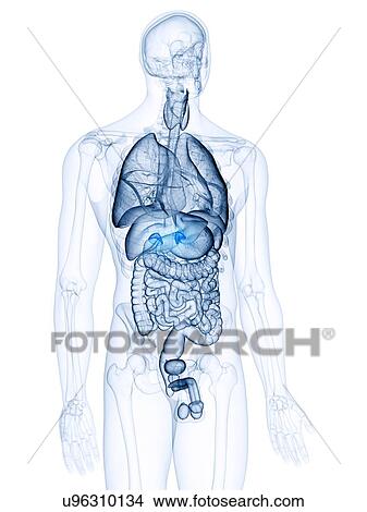 Picture - Illustration of the adrenal glands. Fotosearch