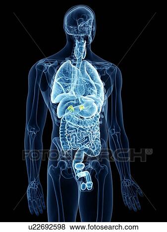 Stock Photo - Illustration of the adrenal glands. Fotosearch