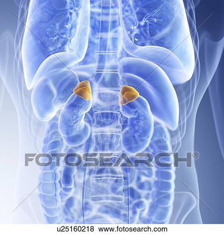 Stock Photo - Illustration of the adrenal glands. Fotosearch
