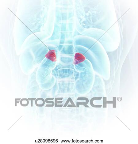 Stock Photograph - Illustration of the adrenal glands. Fotosearch