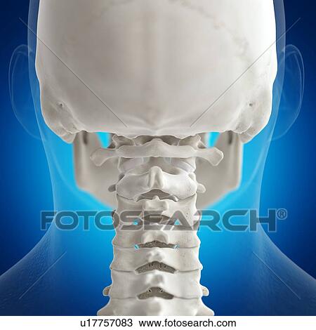 Illustration of the atlas bone View Large Photo Image Stock Image - Illustration of the atlas bone. Fotosearch